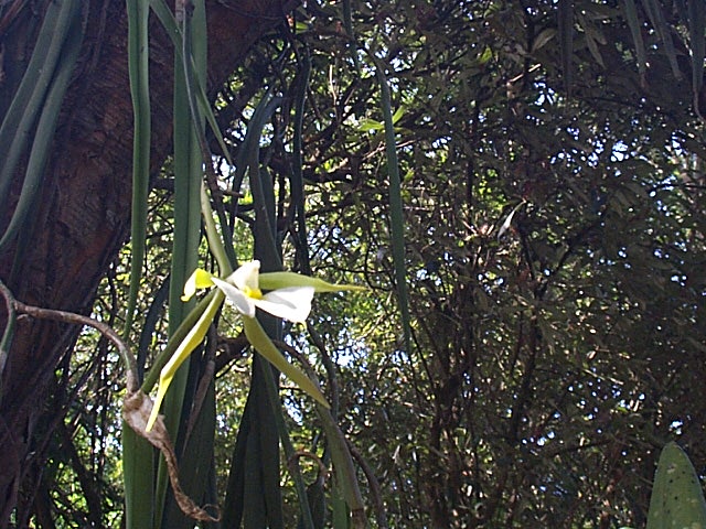 Orchidee im suptropischen Bergwald, 17.04.03.jpg - blumen  von epiphyten und ...